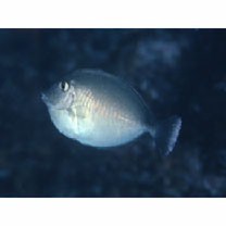 Naso unicornis (Forsskal, 1775)