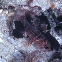 Fowleria vaiulae (Jordan et Seale, 1906)