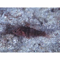 Fowleria vaiulae (Jordan et Seale, 1906)