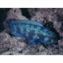 Chlorurus microrhinos (Bleeker, 1854)