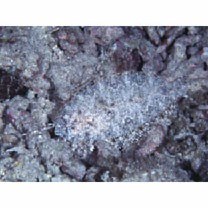 Asterorhombus filifer Hensley et Randall, 2003