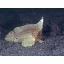 Ablabys macracanthus (Bleeker, 1852)