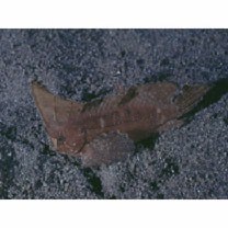 Ablabys macracanthus (Bleeker, 1852)