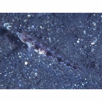 Vanderhorstia phaeostictus (Randall, Shao et Chen, 2007)