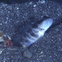 Cryptocentrus inexplicatus (Herre, 1934)