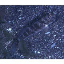 Cryptocentrus inexplicatus (Herre, 1934)