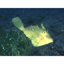 Monacanthidae, indet. gen. & sp