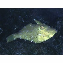 Monacanthidae, indet. gen. & sp