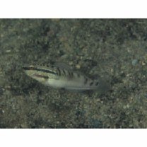Amblygobius bynoensis (Richardson, 1844)