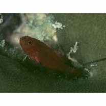 Trimma striatum (Herre, 1945)