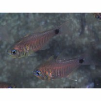 Taeniamia fucata (Cantor, 1850)