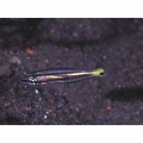 スダレヤライイシモチ・カスミヤライイシモチ未確定種