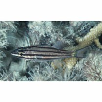 Cheilodipterus quinquelineatus Cuvier, 1828