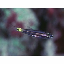 スダレヤライイシモチ・カスミヤライイシモチ未確定種