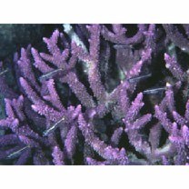 スダレヤライイシモチ・カスミヤライイシモチ未確定種