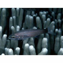 Cheilodipterus artus Smith, 1961