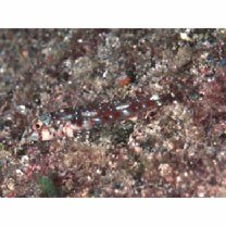 Helcogramma rhinoceros Hansen, 1986