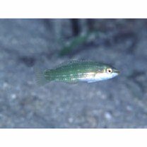 Halichoeres argus (Schneider, 1801)