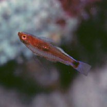 Trimma nasa Winterbottom, 2005