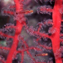 Trimma nasa Winterbottom, 2005