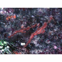 Solenostomus halimeda Orr, Fritzsche et Randall, 2002