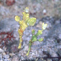 Solenostomus halimeda Orr, Fritzsche et Randall, 2002