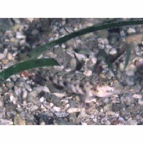 Vanderhorstia phaeostictus (Randall, Shao et Chen, 2007)