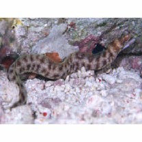 Gymnothorax chilospilus Bleeker, 1865