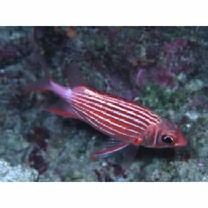 Sargocentron diadema (Lacepede, 1802)