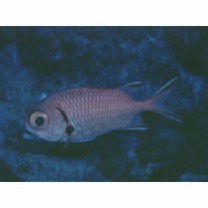 Myripristis greenfieldi Randall et Yamakawa, 1996