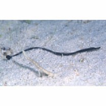 Syngnathidae, indet. gen. & sp