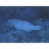 Plectropomus laevis (Lacepede, 1801)