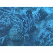 Epinephelus malabaricus (Schneider, 1801)