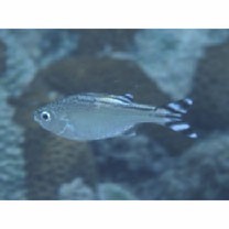 Kuhlia mugil (Forster, 1801)