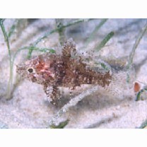 Foa brachygramma (Jenkins, 1903)