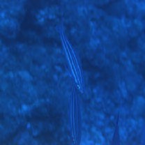 Pterocaesio trilineata Carpenter, 1987