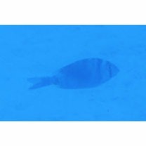 Gymnocranius superciliosus Brosa, Bearez, Paijo et Chen, 2013