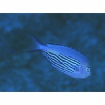 Genicanthus watanabei (Yasuda et Tominaga, 1970)