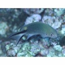 Pomachromis richardsoni (Snyder, 1909)