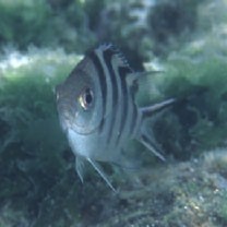 Abudefduf sexfasciatus (Lacepede, 1801)