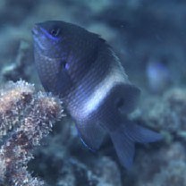 Stegastes albifasciatus (Schlegel et Muller, 1839)