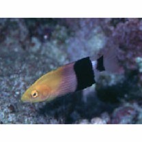 Bodianus loxozonus (Snyder, 1908)