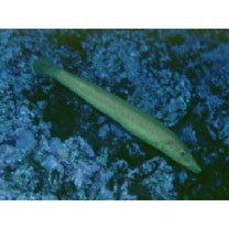 Cheilio inermis (Forsskal, 1775)