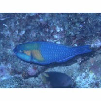 Chlorurus bowersi (Snyder, 1909)