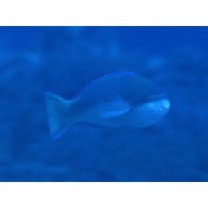 Scarus globiceps Valenciennes, 1840