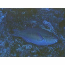 Scarus chameleon Choat et Randall, 1986