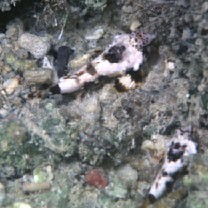 Neosynchiropus ocellatus (Pallas, 1770)