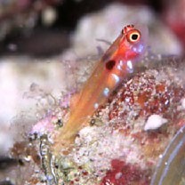 Trimma nomurai Suzuki et Senou, 2007