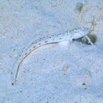 Echinogobius hayashii Iwata, Hosoya et Niimura, 1998