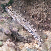 Istigobius goldmanni (Bleeker, 1852)